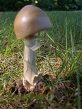 Amanita sect. Vaginatae image