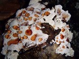 Abortiporus biennis image