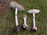 Amanita porphyria image