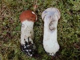 Leccinum aurantiacum image