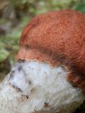 Leccinum aurantiacum image