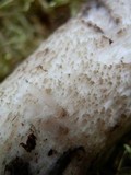 Leccinum aurantiacum image