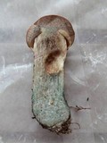 Leccinum aurantiacum image
