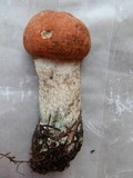 Leccinum aurantiacum image