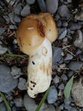 Russula grata image