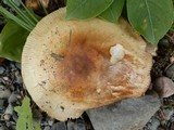 Russula grata image