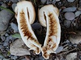 Russula grata image