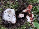 Russula dissimulans image