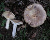 Lactarius subpalustris image