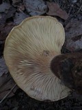 Tapinella atrotomentosa image