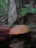 Tapinella atrotomentosa image