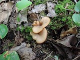 Lentinellus cochleatus image