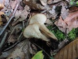 Lentinellus cochleatus image