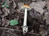 Amanita amerifulva image