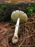 Amanita solaniolens image