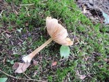 Entoloma formosum image