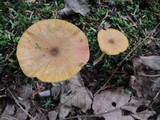 Entoloma formosum image