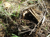 Boletus rex-veris image