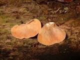 Crepidotus crocophyllus image