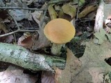 Leccinum insigne image