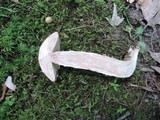 Leccinum insigne image