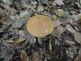 Leccinum insigne image