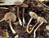 Inocybe tubarioides image