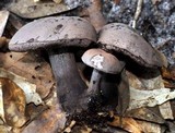 Tylopilus griseocarneus image