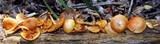 Gymnopilus lepidotus image