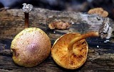 Gymnopilus lepidotus image