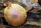 Gymnopilus lepidotus image