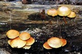 Gymnopilus lepidotus image