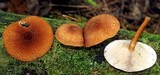 Tricholomopsis formosa image