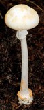 Amanita roseitincta image