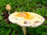 Amanita subnudipes image