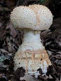 Amanita ravenelii image