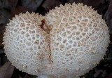 Amanita ravenelii image