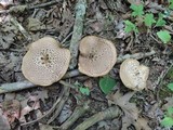Sarcodon underwoodii image