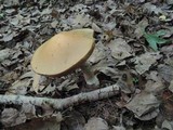 Leccinum insigne image
