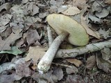 Leccinum insigne image