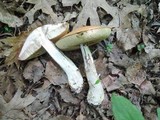 Leccinum insigne image