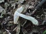 Leccinum insigne image