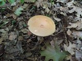 Leccinum insigne image