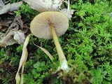Entoloma strictipes image