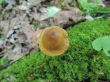 Entoloma strictipes image