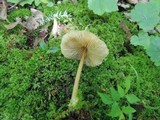 Entoloma strictipes image