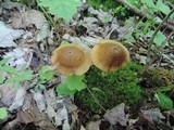 Entoloma strictipes image