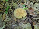 Russula grata image