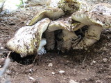Amanita vernicoccora image