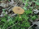 Entoloma strictipes image